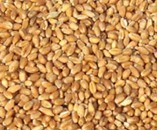 钟祥市九里乡出售混合小麦500吨