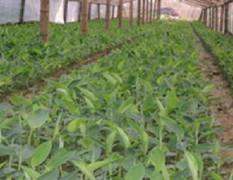 15200亩优质香蕉示范种植基地