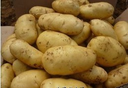 四川日照市何经理土豆常年供应
