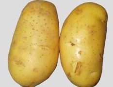 山东青岛荷兰十五土豆大量上市
