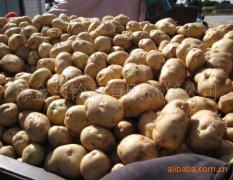供应2011最新土豆