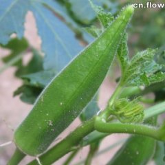 “黄秋葵”种植销售