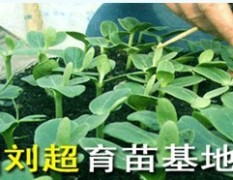 常年供应优质插接西瓜苗