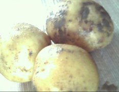 吉林公主岭市怀德大量出售各种土豆