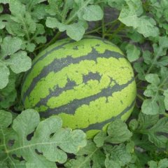 小超蔬菜水果代办