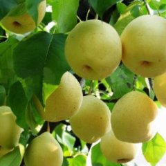 长期供应 黄金梨、元黄、黄冠梨