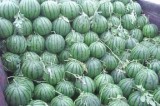 长期供应京欣8424丰光星光 花皮