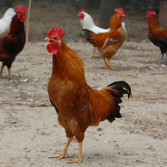 大量供应柴鸡和柴鸡苗