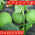 车学东代购西瓜、香瓜、葵花籽