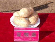 长年优质土豆供应：内蒙古乌兰察布薯都