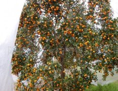 各种柑橘水果苗木众多品种齐全