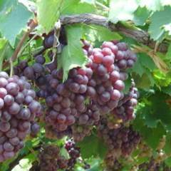烟台开发区玫瑰香葡萄即将上市