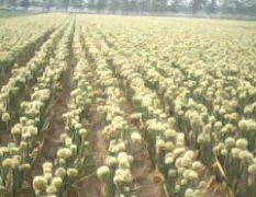 天津宝坻大葱即将上市了，优质高白大葱种子销售接近