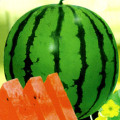大西瓜