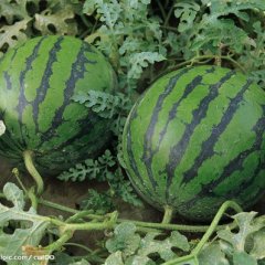 绥化红旗西瓜代办