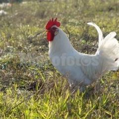 大白公鸡