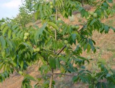 各种大规格核桃树山楂树桃树枣树杏树