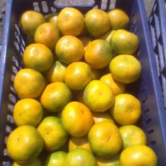 湖南郴州东江湖蜜橘之乡