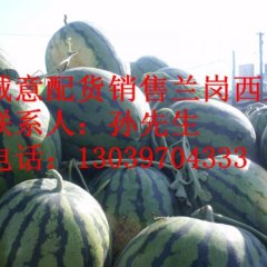 大量销售兰岗西瓜