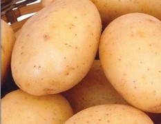 大量出售内蒙古优质土豆
