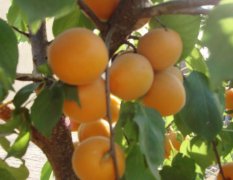 陕西大荔金太阳杏产量高，质量好！