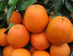 赣南脐橙代办每斤0.8-0.9元之间