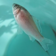 大规模出售各类鱼苗（广东鲮鱼等）