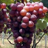 巨峰葡萄 河北巨峰葡萄 保定巨峰葡萄