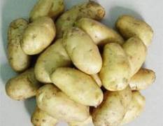 内蒙古乌兰察布新鲜土豆9月份即将上市