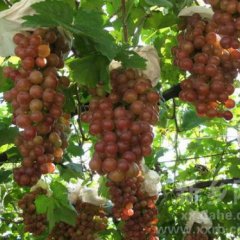 供应优质葡萄