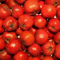 2011山楂上市 质优价廉