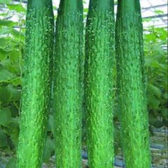 山东莘县妹仲镇黄瓜即将大量上市