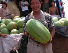 绿皮懒汉丰产优质西瓜种子先行者优系