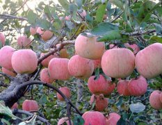 矮化苹果苗 红富士苹果苗 山东烟台大型苹果苗育苗