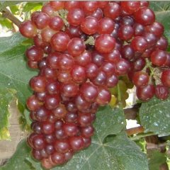 烟台红提葡萄 红宝石无核葡萄基地直销