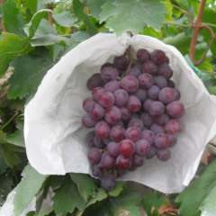 烟台红宝石无核葡萄