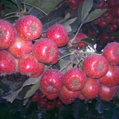 山东平邑县好山楂：大量出售