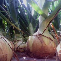 洋葱,号称“西北第一葱”