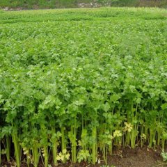 西芹,芹菜,低价大量批发.