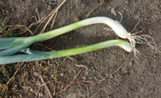 大葱13万斤，白长颈粗，寻买家