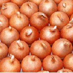 本人出售优质黄皮，红皮洋葱