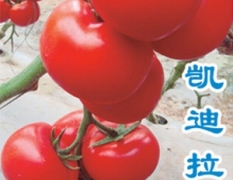 各种番茄种子，品种齐全