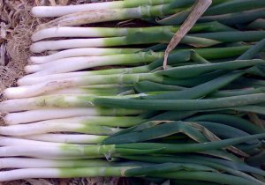 新城大葱：白40公分、经粗2~5公分