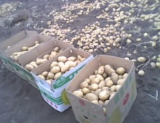 马铃薯之乡-黑龙江讷河：荷兰土豆 菜豆及土豆种