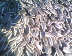 白银嗒嗒农业合作社：5009葵花