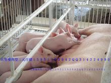 2012苗猪最新价格.仔猪饲养技术
