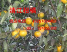 大量清江柑橘上市了黄度70%