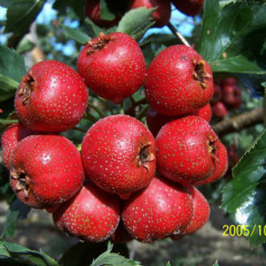 【山楂果 山楂果价格 山楂果批发 山楂果行情】