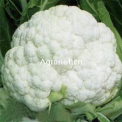 供应花菜、菜花