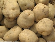 现有克星一号土豆40万斤左右出售